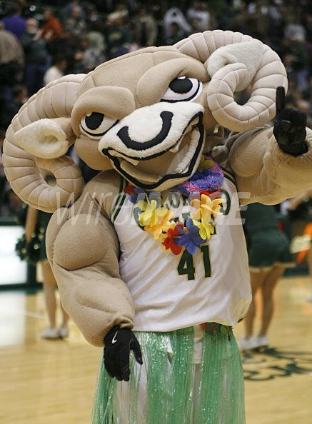 Colorado State University mascot at...