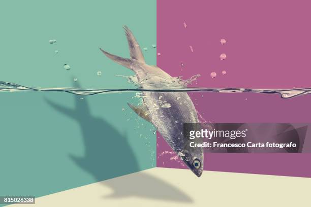sea bass - fish jumping stock pictures, royalty-free photos & images