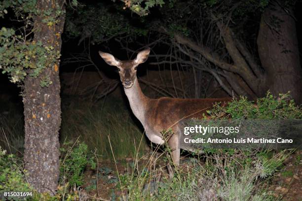 deer in the forest at night - concept does not exist 個照片及圖片檔