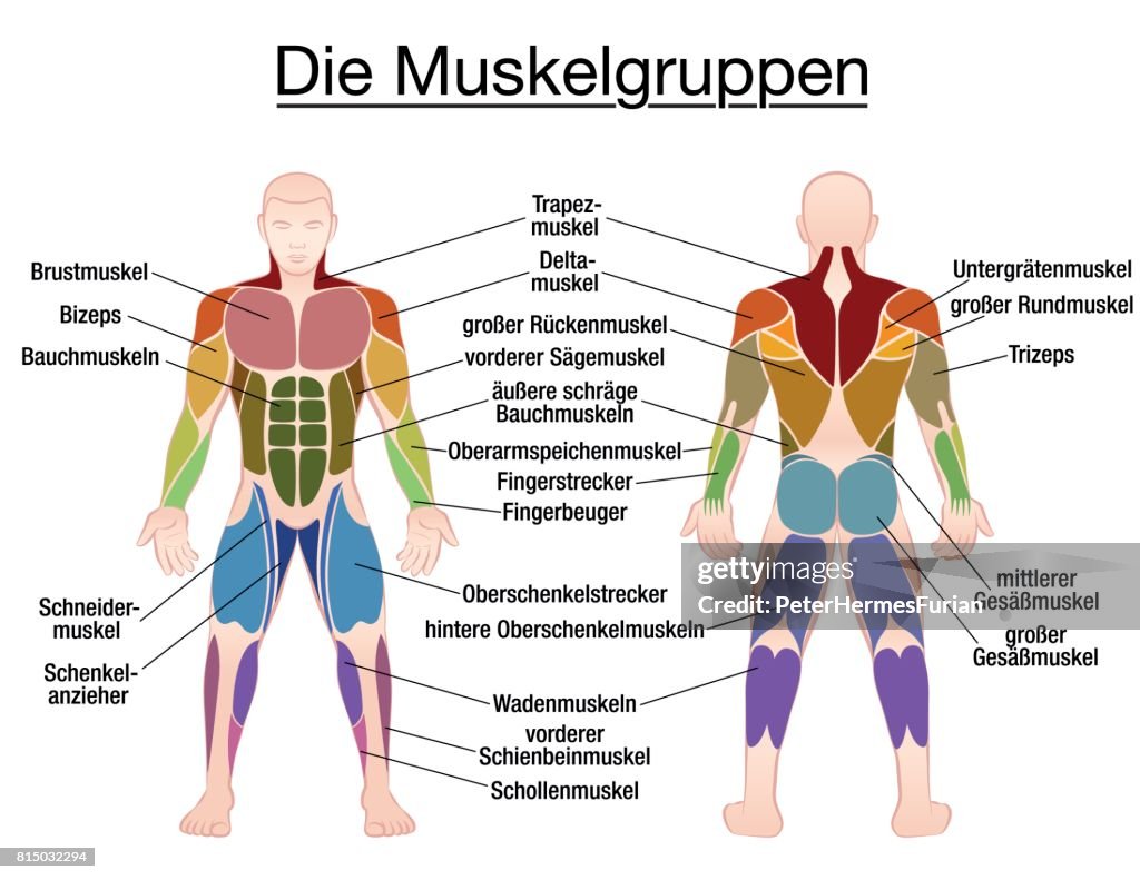 Muscles Colored Labeled Muscle Chart German Labeling Most Important Muscles Of The Human Body ...