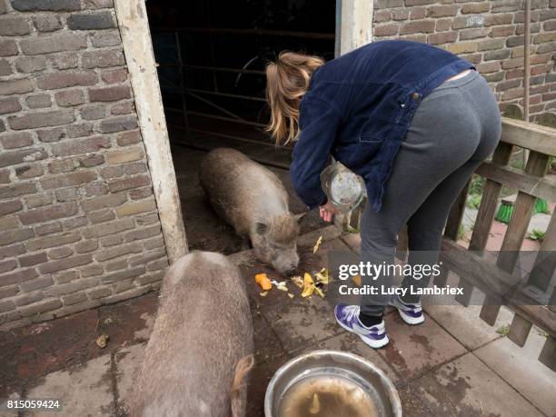 teenage girl feeding fruit peels to pet pigs - girls in leggings stockfoto's en -beelden