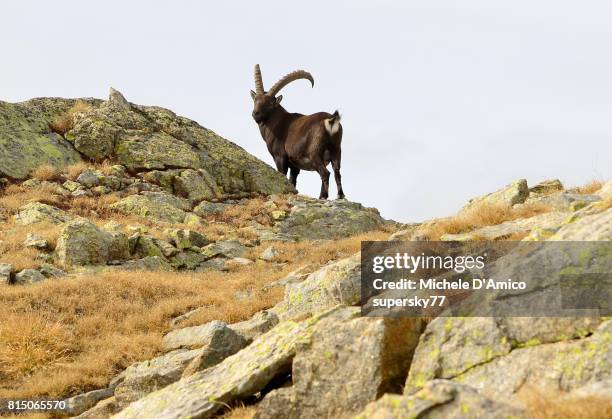 mighty male alpine ibex on a rocky plateau in gran paradiso national park - alpine ibex stock-fotos und bilder