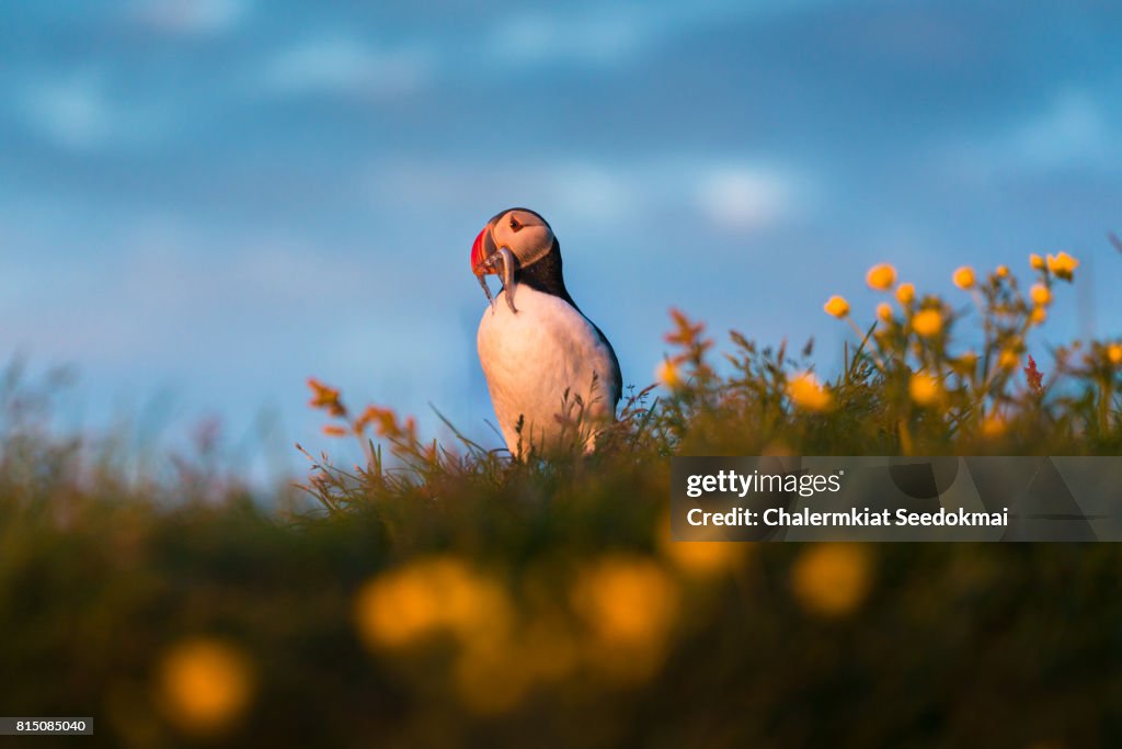 Atlantic Puffin with fish