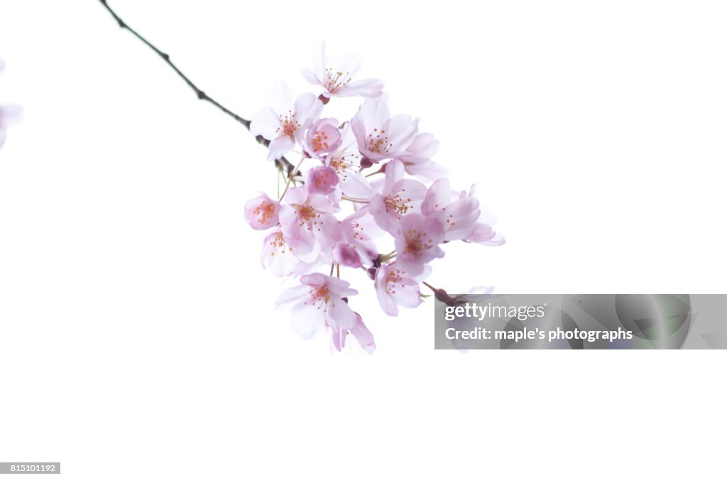 -SAKURA-Cherry blossoms in Japan