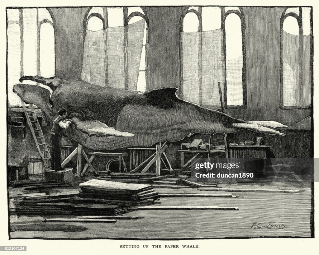Instellen van de papier-walvis, Smithsonian Institution, 1884
