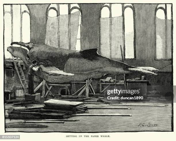 setting up the paper whale, smithsonian institution, 1884 - smithsonian institution stock illustrations