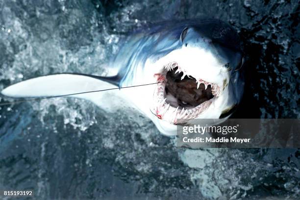 Shortfin mako shark emerges from the water after being caught by Eric Kelly on the Kalida during the 31st North Atlantic Monster Shark Tournament on...