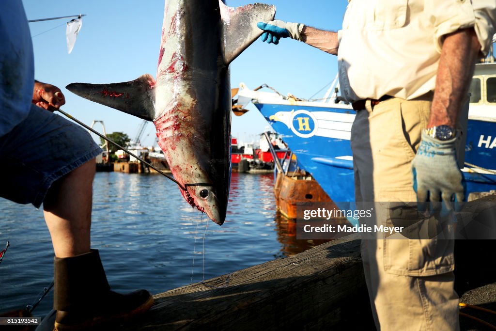 North Atlantic Monster Shark Tournament