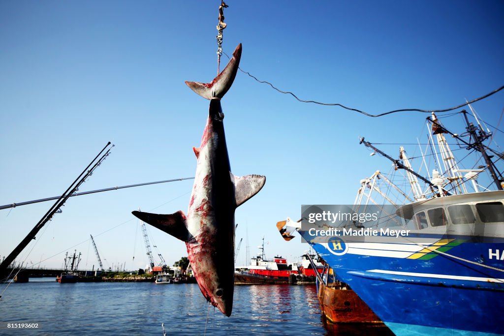 North Atlantic Monster Shark Tournament