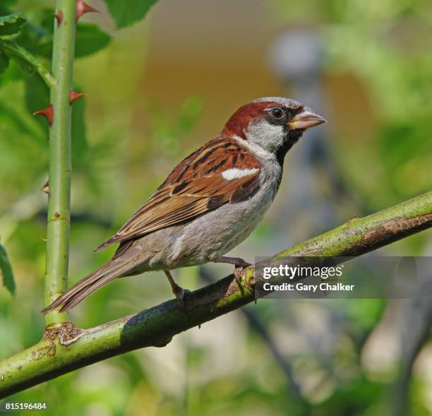 Passer Passer Domesticus Photos and Premium High Res Pictures - Getty Images