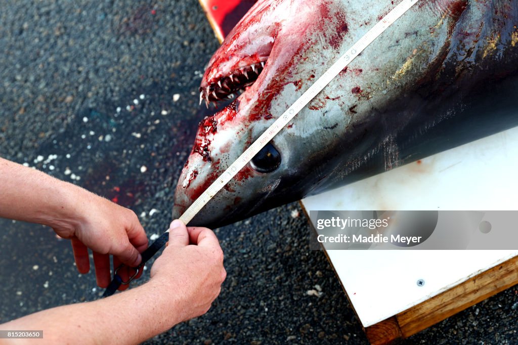 North Atlantic Monster Shark Tournament