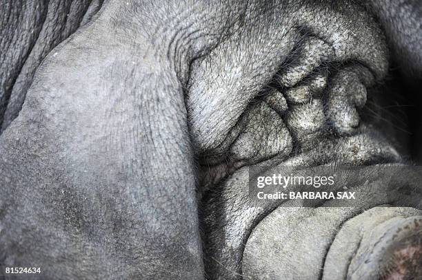 Meishan pig takes a nap on June 11, 2008 at the Tierpark Friedrichsfelde zoo in Berlin. Some Meishan piglets were born on May 3, 2008 at the zoo. The...