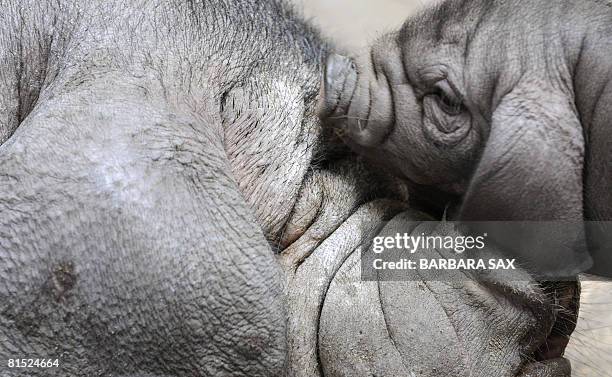 Young Meishan pig inspects a sleeping adult one on June 11, 2008 at the Tierpark Friedrichsfelde zoo in Berlin, where the piglets were born on May 3,...