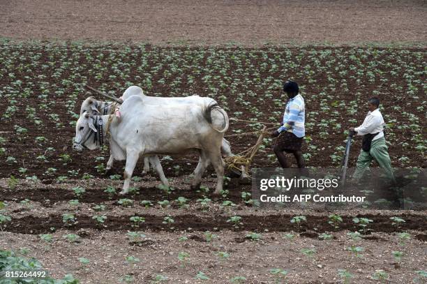 In this picture taken on July 15, 2017 Indian farmers fertilise a cotton filed in Guntur District, in the southern Indian state of Andhra Pradesh. /...