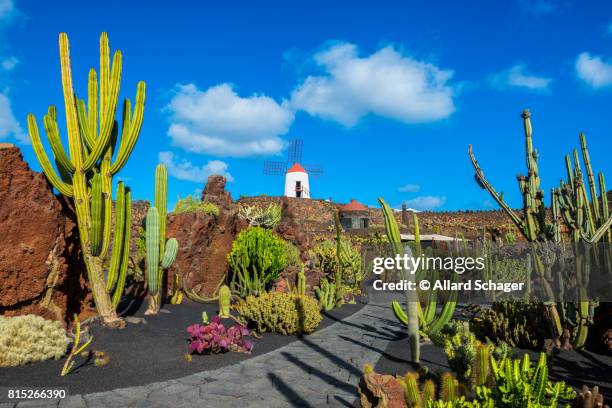 cactus garden in lanzarote - insel lanzarote stock-fotos und bilder