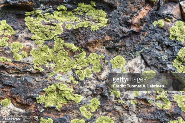 close-up of green map lichen (rhizocarpon geographicum) on a rock. - lachen stock pictures, royalty-free photos & images