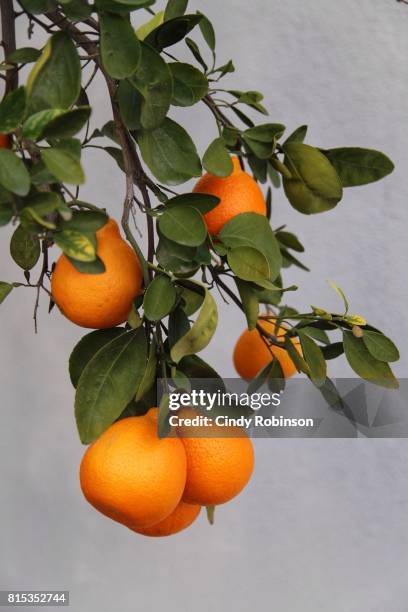 luscious fruit - orange branch stock pictures, royalty-free photos & images