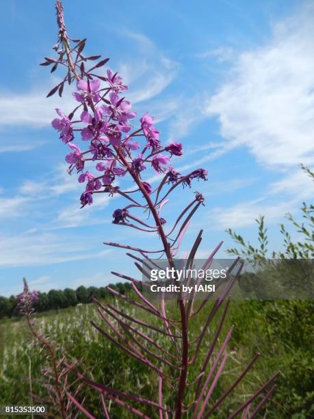 close-up of cone shaped, fuschia colored flower against the prairie and sky - raceme stock pictures, royalty-free photos & images