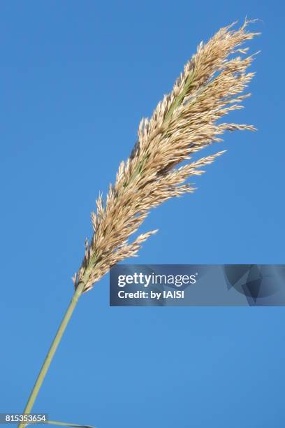 Sharen Reed 168 Sharon Reed Stock Photos, High-Res Pictures, and Images - Getty Images