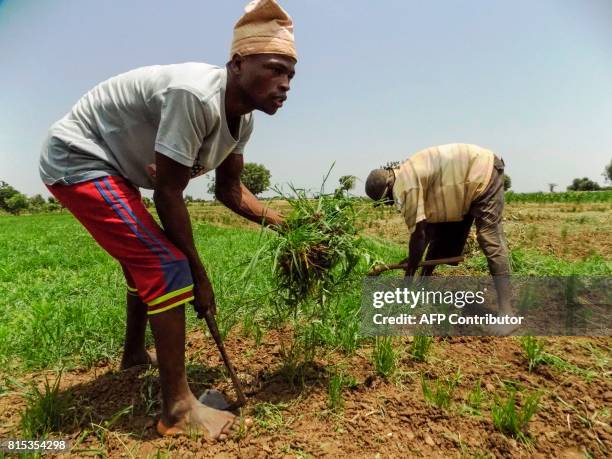 Rice farmers remove weeds on a rice field outside northern Nigerian city of Kano on July 4, 2017. / AFP PHOTO / AMINU ABUBAKAR