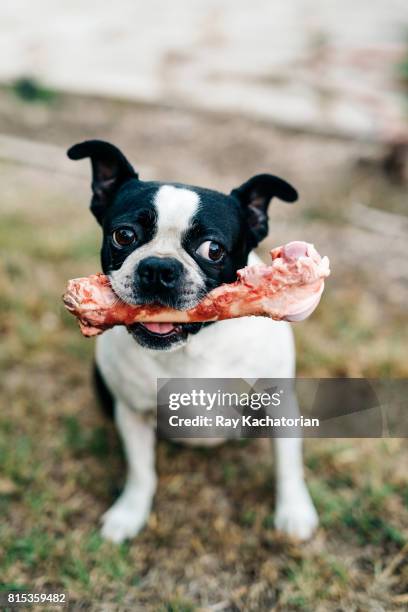 boston terrier holding raw lamb bone - dog with a bone stockfoto's en -beelden