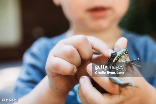 cute boy holding frog - frog stock pictures, royalty-free photos & images