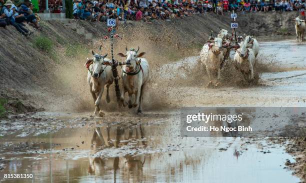 Cow Racing Thumbnail 96 Cow Racing Vietnam Stock Photos, High-Res Pictures, and Images ...