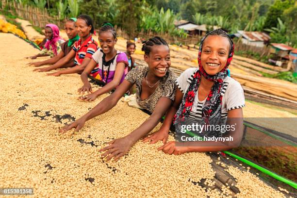 african girls and women sorting coffee beans, east africa - ethiopian farming stock pictures, royalty-free photos & images