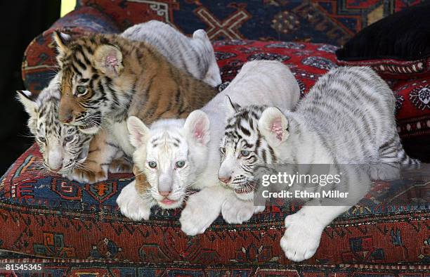 Six-week-old tiger cubs are displayed June 12, 2008 in Las Vegas, Nevada. The cubs will take up residence at Siegfried & Roy's Secret Garden and...