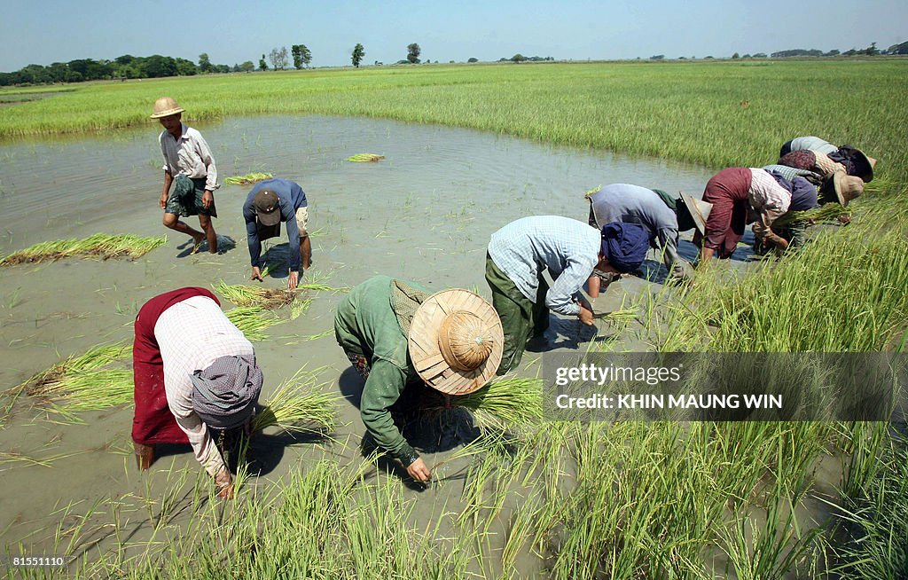 Myanmar Rural Rice This photo taken on April 4, 2008 shows Myanmar farmers planting rice ...