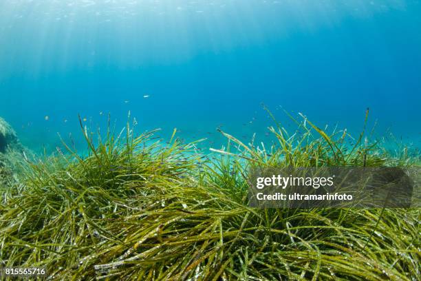 pastos marinos submarino mar vida buzo punto de vista sea grass posidoniaceae - alga marina fotografías e imágenes de stock