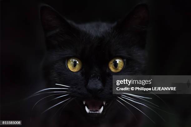 black cat showing his teeth - black coat stock pictures, royalty-free photos & images