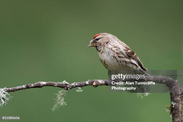 lesser redpoll - portrait lachen stock pictures, royalty-free photos & images