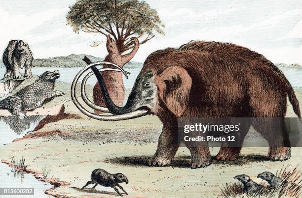 Woolly Mammoth extinct genus of elephant from Pleistocene Epoch found in fossil deposits and in northern Europe as 30,000 year-old frozen carcasses...