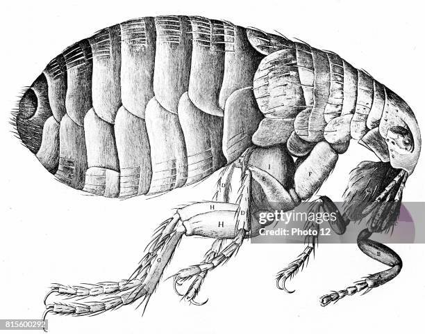 Micrographica 76 Robert Hooke Microscope Stock Photos, High-Res Pictures, and Images ...