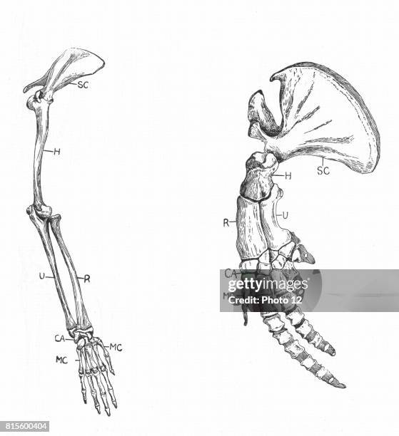 Monkey Backbone 254 Monkey Anatomy Stock Photos, High-Res Pictures, and Images - Getty ...