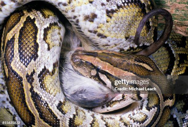 123 Python Eating Animal Stock Photos, High-Res Pictures, and Images ...