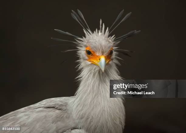 secretary bird - secretarisvogel stockfoto's en -beelden