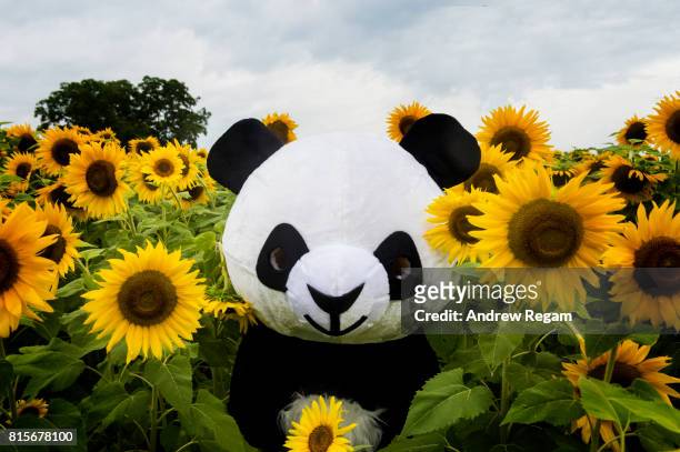 green energy sunflower panda - cosplay stock-fotos und bilder