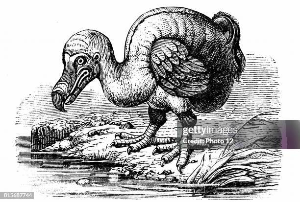 Dodo Def 107 Raphus Stock Photos, High-Res Pictures, and Images - Getty Images