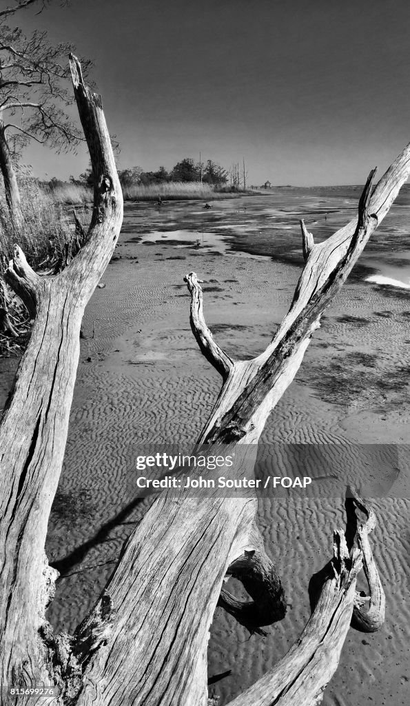 Tree trunk on beach