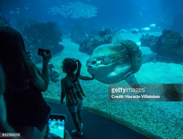 Visitors watch and photograph a Sunfish, part of the permanent exhibit of "One Planet, One Ocean", at the Oceanario de Lisboa on July 16, 2017 in...
