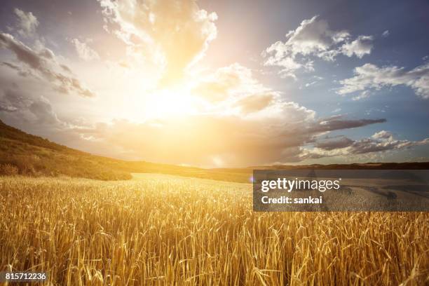 campo de trigo de oro bajo el hermoso cielo al atardecer - campo de trigo fotografías e imágenes de stock