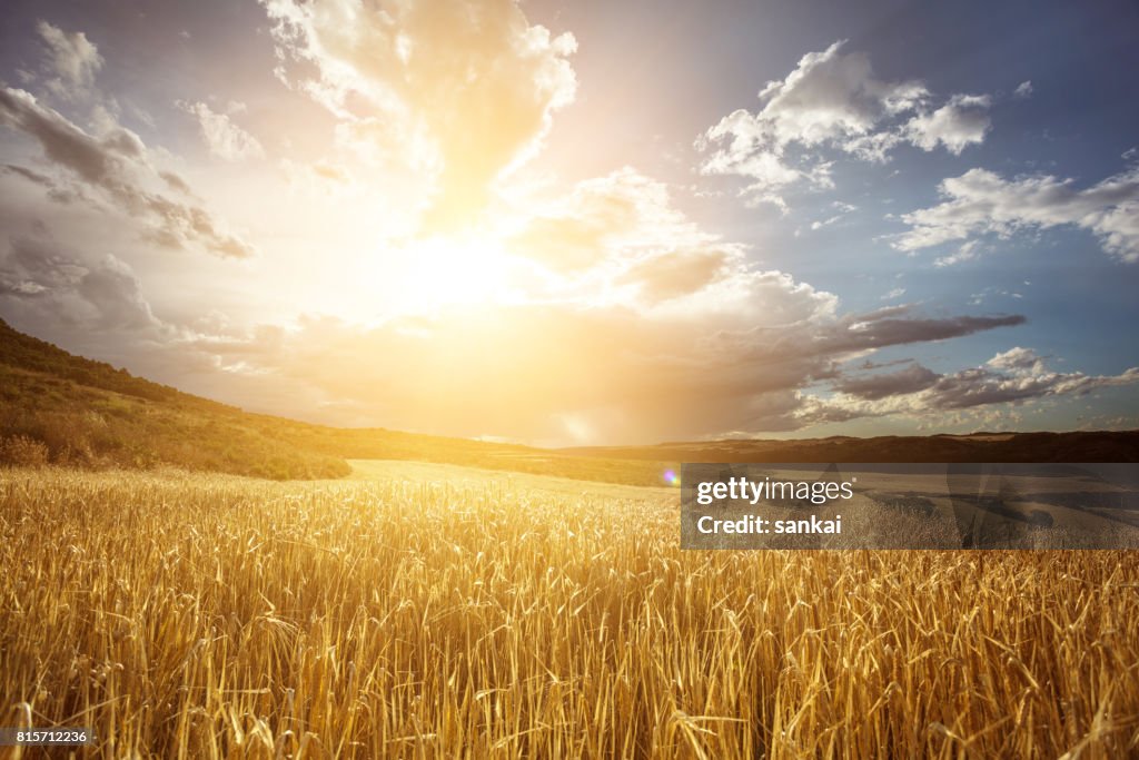 Golden wheat field under beautiful sunset sky