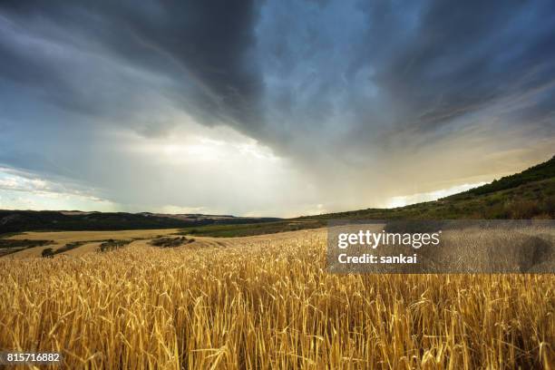 before the storm - summer storm stock pictures, royalty-free photos & images