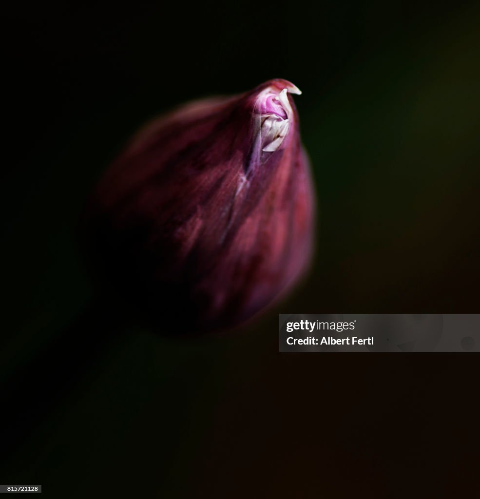 Schnittlauchblüte