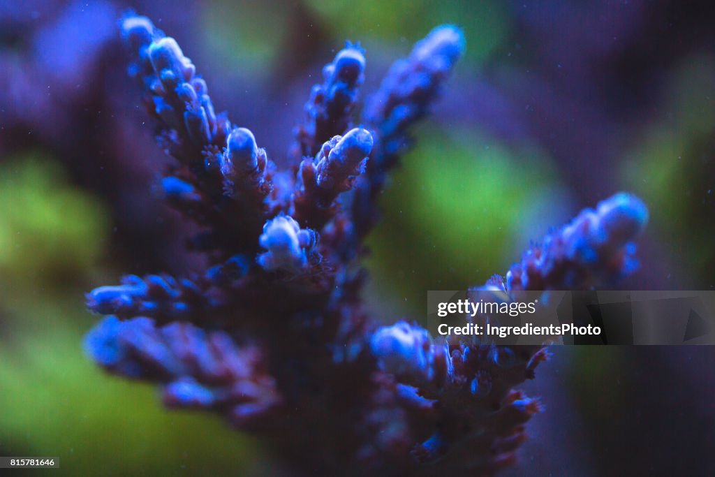 Underwater coral close-up.