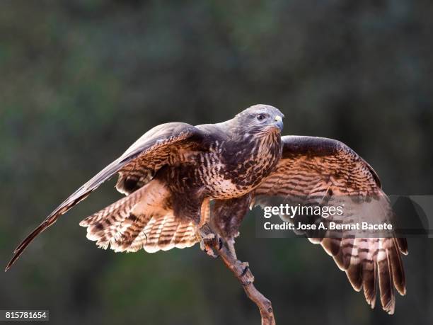 eagle common buzzard (buteo buteo) , spain, perched on an old trunk of tree hunting. spain, - eurasian buzzard stock pictures, royalty-free photos & images