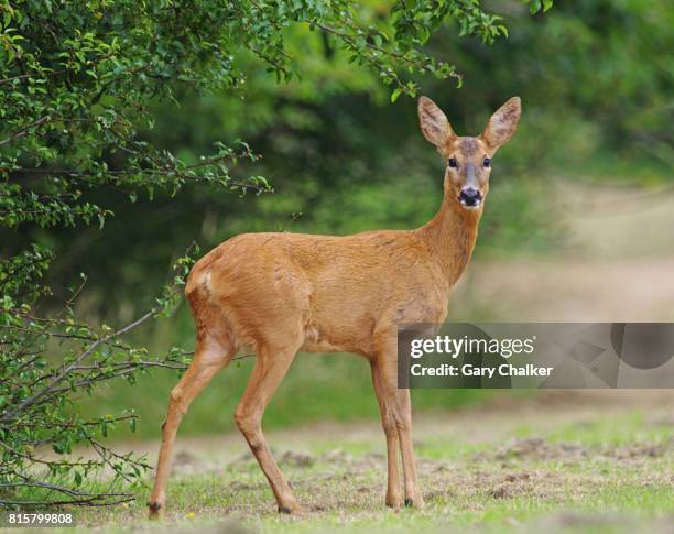 roe deer [capreolus capreolus] - roe deer female stock pictures, royalty-free photos & images