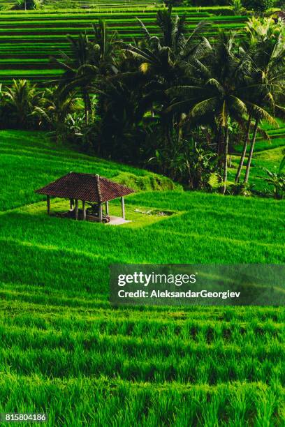 morning view of rice terrace during the sunrise - cambodia stock pictures, royalty-free photos & images